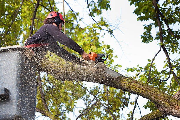 Organic Lawn Care Solutions in Sterling, GA