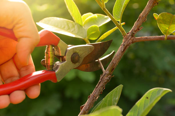 Lawn Watering Services in Sterling, GA