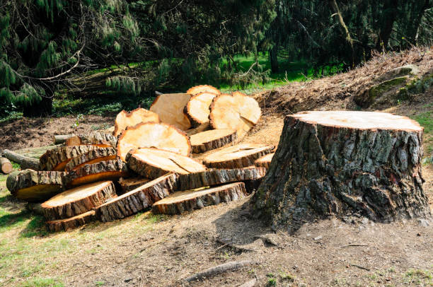 How Our Tree Care Process Works  in  Sterling, GA